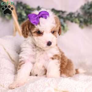 Marigold, Mini Bernedoodle Puppy